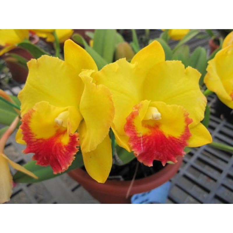 Орхiдея Blc. Yellow Ball x Pot. Free Spirit - купити, доставка Україна